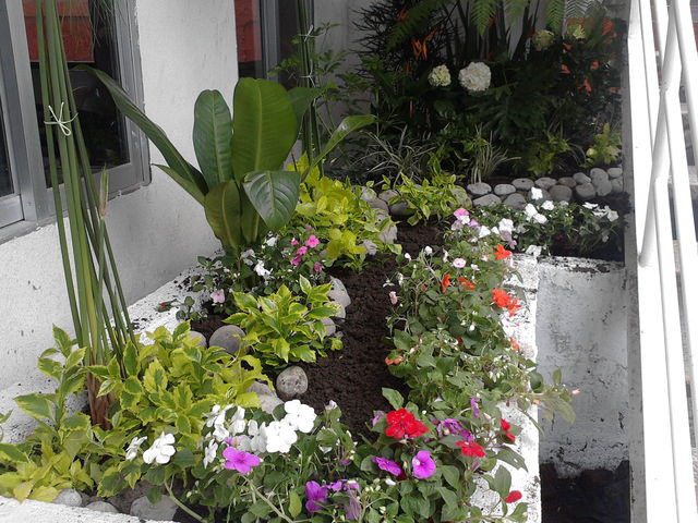 Plantas De Sombra